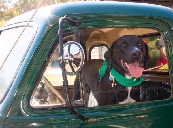 /Images/uploads/Homeward Bound Pet Rescue/HBPR_Photocontest/entries/12121thumb.jpg